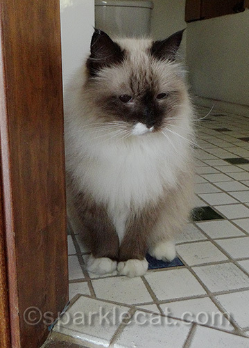 ragdoll mix cat in small bathroom