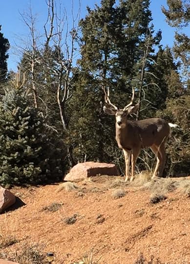 Mule deer buck, photo by Terry Odell