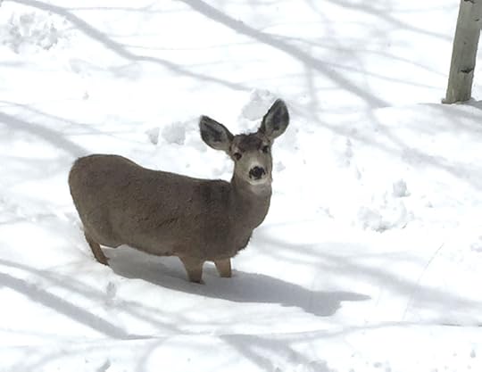 Deer in the snow, photo by Terry Odell