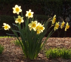 Daffodils