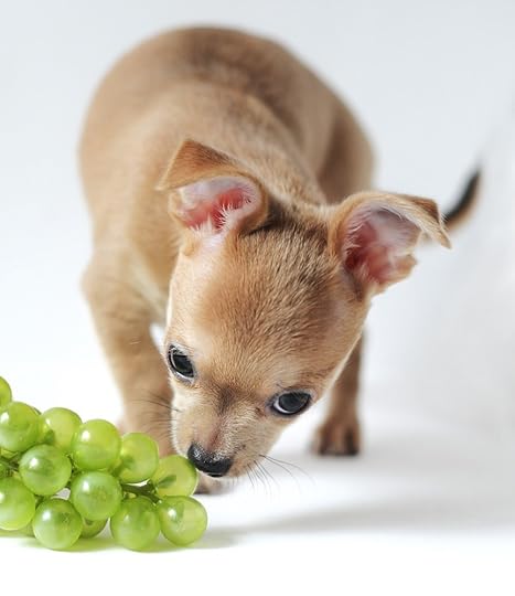 Keep poisonous grapes out of dog reach.
