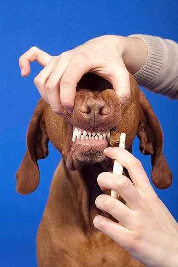 How to Brush Dog Teeth