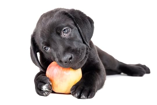 Dogs love apples & it's good for teeth.