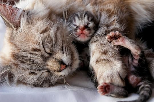 Newborn Kitten Snuggles with Mom cat