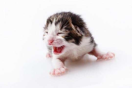 Newborn Kitten