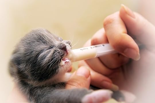 Orphan Kitten