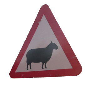 beware of sheep