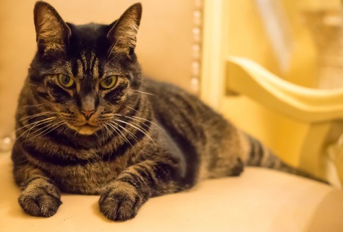 cat-personality