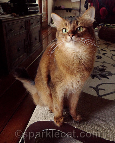 Somali cat posing for photograph