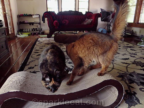 somali cat leaves photo session to tortoiseshell cat