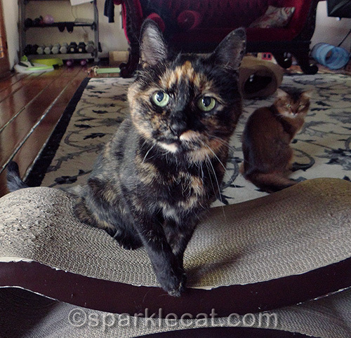 tortoiseshell cat demands attention
