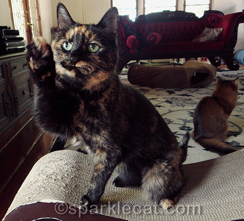 tortoiseshell cat making her point