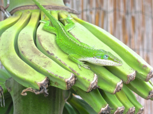 Hawaiian chameleon blending in