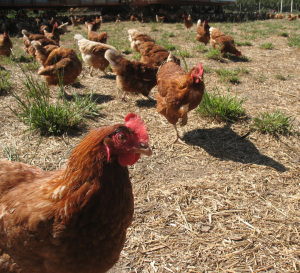 Egg farm near Santa Cruz