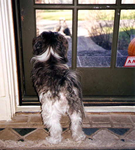 Lewis eyeing wild turkeys in our front yard