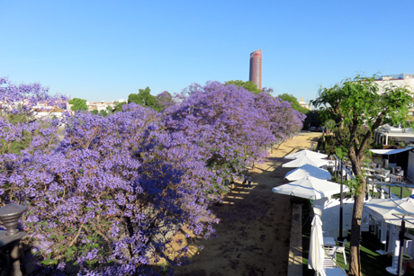 Jacaranda trees in Seville