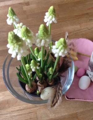 Vita pärlhyacinter. Älsk.