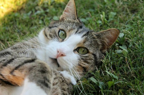 natural-flea-control