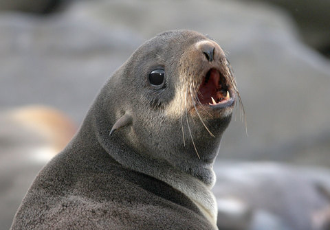 Photo: Pacific Underwater Calendar: Spring is in the air - and the water