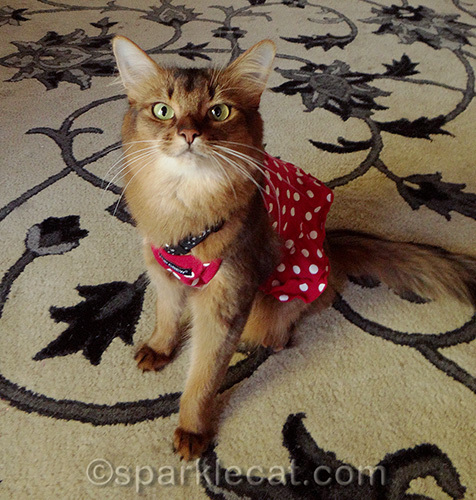 somali cat wearing a red polka dot dress