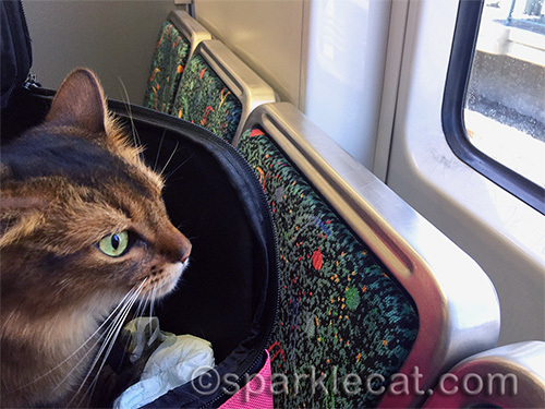 somali cat on the Los Angeles Metro Rail Gold Line