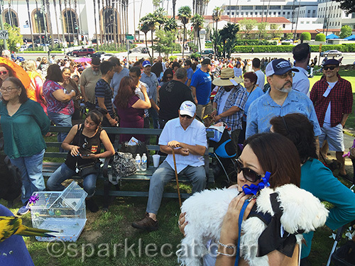 people and their pets waiting for the Blessing of the Animals at Olvera Street