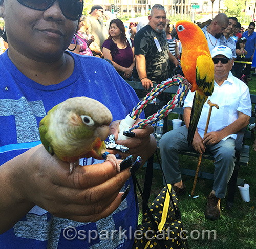 Parrots at the Blessing of the Animals at Olvera Street