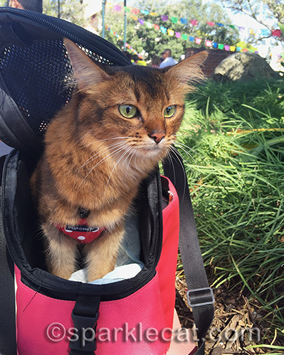 somali cat looking around at the Blessing of the Animals at Olvera Street