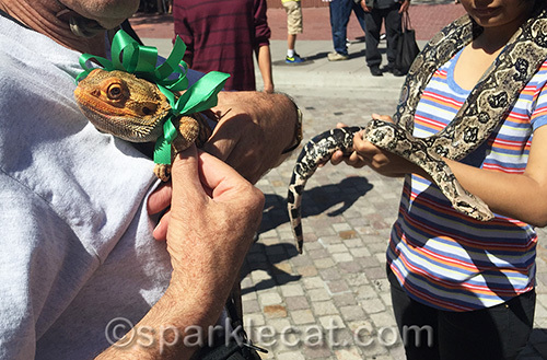 A lizard and a boa constrictor at the Blessing of the Animals