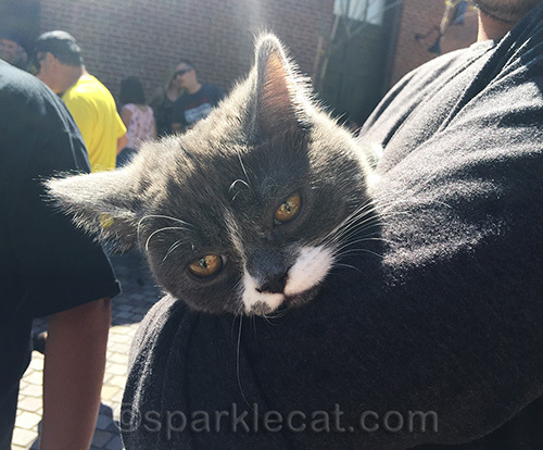 gray and white kitten at the blessing of the animals
