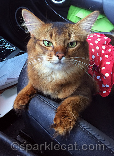 somali cat in polka dot dress after the blessing of the animals