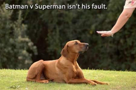 dollarvotes-dogtraining-batmanvsuperman