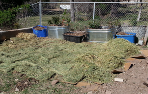 roses in, alfalfa down