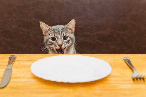cat-eating