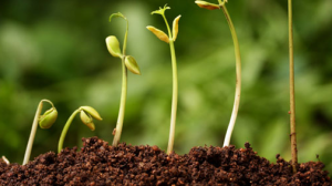 Slow growth