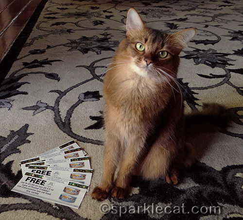 somali cat looking cute with Friskies coupons