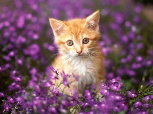 flowers-cat-cats-flower-flowers-garden-kitten-kitten-in-purple