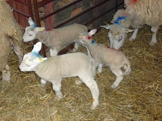 Some of the lambs born in the first days of lambing.