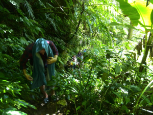 Binangawan Falls review - The walk in - Survive Travel