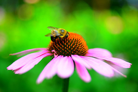 Photo: Will Toronto go wild about wild bees?