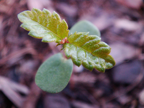 Bur Oak Seedling