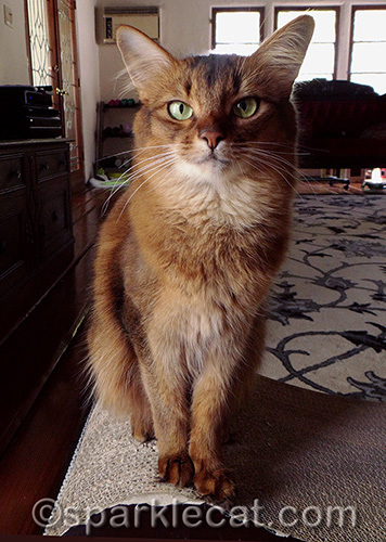 somali cat looking serious