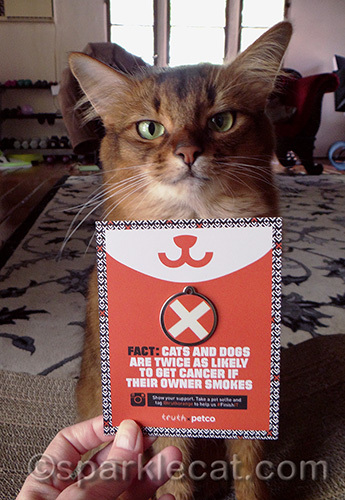 somali cat with anti-smoking card from PetCo