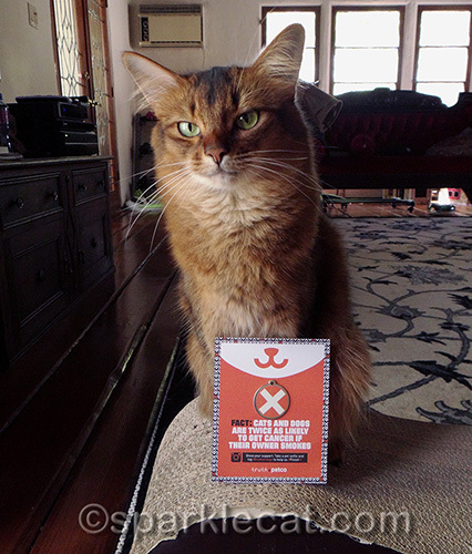 somali cat posing again with anti-smoking PetCo card