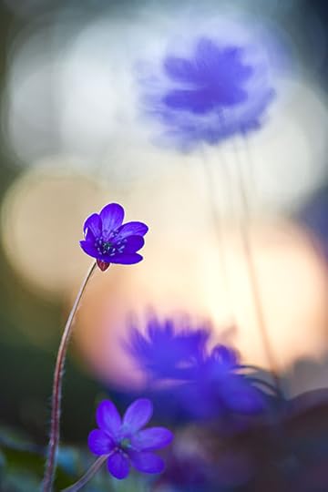 Delicate1