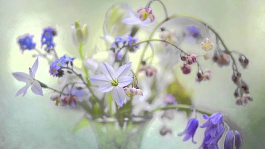 Delicate2