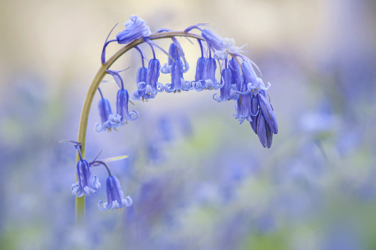 Delicate3