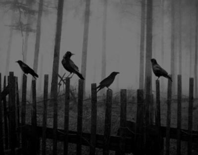 Not ravens, but close enough