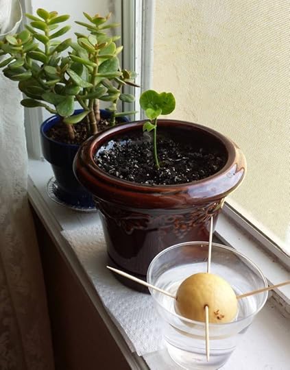 Indoor plants