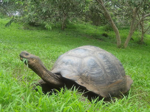 (Chelonoidis_nigra)_El_Chato_Reserve,_Santa_Cruz_Galapagos_)pic._c.JPG